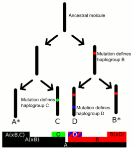 Molecular lineage haplogroups