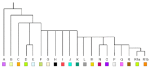 Macro y-haplogroups