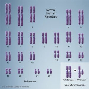 Normal karyotype